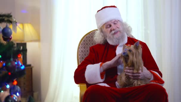 Beyaz sakallı Noel Baba 'nın portresi sallanan sandalyede oturmuş Yorkshire Teriyeri' ni okşarken konuşuyor. Mutlu Kafkas ihtiyarları Noel Baba, yeni yıl ağacında evde gülümseyen evcil hayvanı okşuyor.. — Stok video