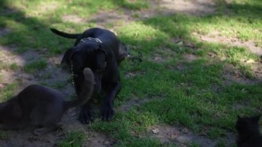 Siyah Çubuk Corso yeşil çimlerin üzerinde uzanmış kedilerle etrafta koşuşturup yiyecek yakalıyor. Yaz parkında kendine güvenen sevimli bir köpeğin portresi. İtaat ve eğitim..