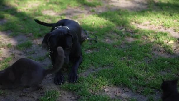 Black Cane Corso liegt auf grünem Rasen und wedelt mit Katzen herum, die Futter fangen. Porträt des niedlichen selbstbewussten Hundes im Freien im Sommerpark. Gehorsams- und Ausschnittstraining. — Stockvideo