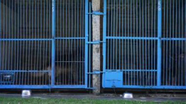 Köpek eğitim merkezinde geniş kafesler. Malinois ve Alman kurdu ağır çekimde içeri giriyor. Egzersizden sonra dinlenen büyük bekçi hayvanları. Disiplin ve köpek konsepti.