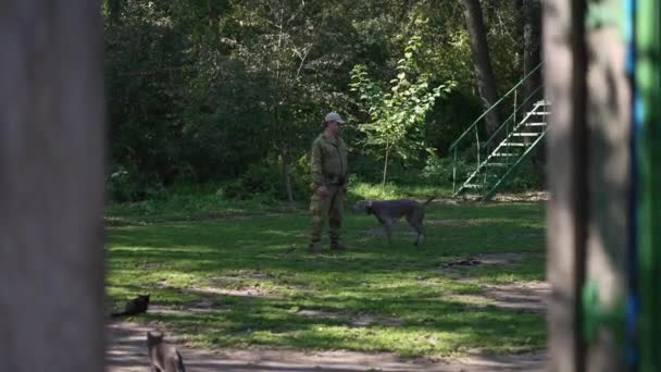 Positieve professionele cynoloog en jonge Weimaraner training buiten op zonnige dag breed schot. Expert Kaukasische man en vrolijke actieve hond op groene weide in voorjaarspark. — Stockvideo