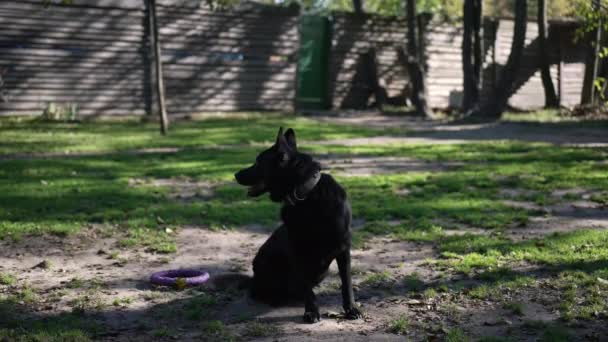 Beautiful black German Shepherd sitting outdoors on summer lawn on sunny day looking around in slow motion. Portrait of confident fit dog in training center. — Stock Video