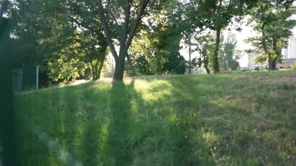 Wide shot green summer lawn in sunshine outdoors in urban city. Parkland in town on sunny day. Nature concept. — Wideo stockowe