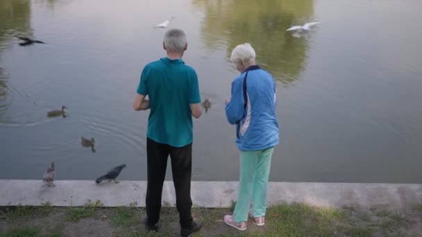 Un bărbat şi o femeie fericiţi care hrănesc raţe şi porumbei zburând. Înapoi vedere iubitoare cuplu caucazian de pensionari care se bucură de agrement de vară primăvară la lac în parc în aer liber. Conceptul de stil de viață. — Videoclip de stoc