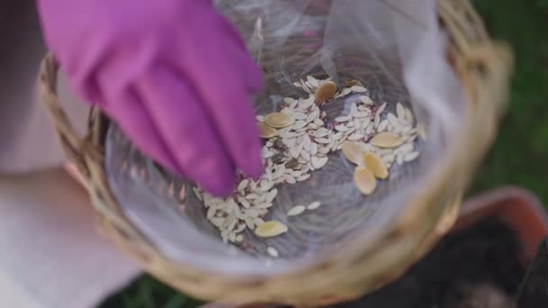Close-up basket with seeds and female hand in pink glove showing seed. Unrecognizable gardener florist outdoors in farm garden. Slow motion. — Stock Video