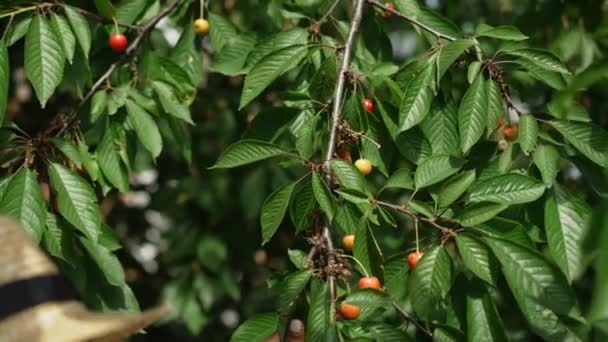 Gros plan branche d'arbre aux cerises douces et femelle afro-américaine déchiquetant les baies au ralenti à l'extérieur. Jeune femme mince méconnaissable récolte dans le jardin le jour ensoleillé du printemps été. — Video