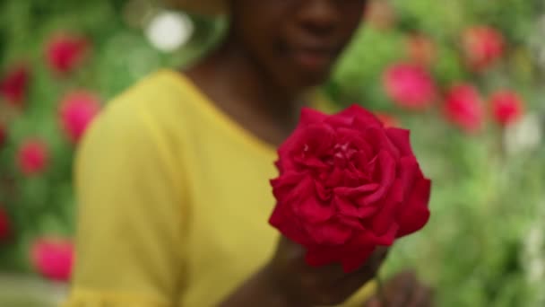 Close-up rosa vermelha na mão feminina com mulher afro-americana borrada sorrindo no fundo. Bela flor no dia de primavera de verão ao ar livre e florista satisfeito no jardim. Movimento lento. — Vídeo de Stock