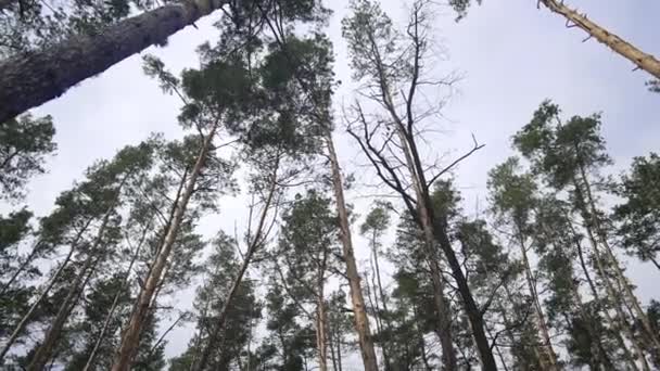 Ángulo inferior vista bosque con árboles caducifolios en nublado nublado primavera otoño día. Hermosa naturaleza al aire libre. Concepto de turismo y viajes. — Vídeos de Stock