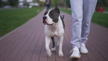 Muhteşem Amerikan Staffordshire Teriyeri kaldırımda kadın bacaklarıyla ağır çekimde yürüyor. Açık havada bir kadınla akşam gezintisinde safkan köpek portresi. Köpek konsepti.