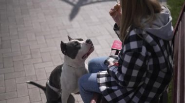 Meraklı köpek portresi ayçöreği yiyen kadına bakıyor güneş ışığında otururken yalanıyor. American Staffordshire Terrier 'a yavaş çekimde poz verin. Köpek konsepti.