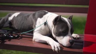 Kaygısız Amerikan Staffordshire Teriyeri gün ışığında bankta uzanmış pençelerinin üzerinde kameraya bakıyordu. Siyah beyaz köpeğin yakın plan portresi. Dışarıda güneş ışığında ağır çekimde poz veriyor..