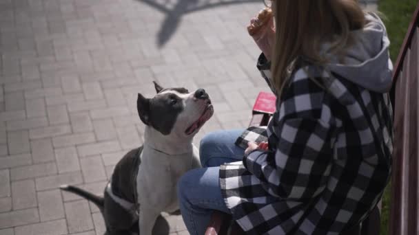 Retrato de curios perro mirando a la mujer comiendo croissant lamiendo sentado bajo el sol al aire libre. Zoom de cámara en vivo para American Staffordshire Terrier posando en cámara lenta. Concepto canino. — Vídeo de stock
