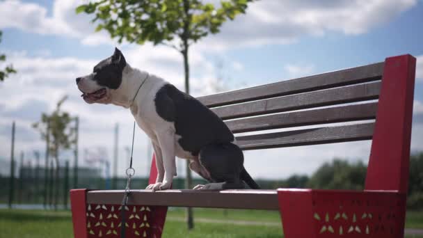 Вид сбоку сконцентрированный красивая собака смотрит прочь прыгая со скамейки, уходя в замедленной съемке. Американский стаффордширский терьер на фоне облачного летнего неба в городском парке. — стоковое видео