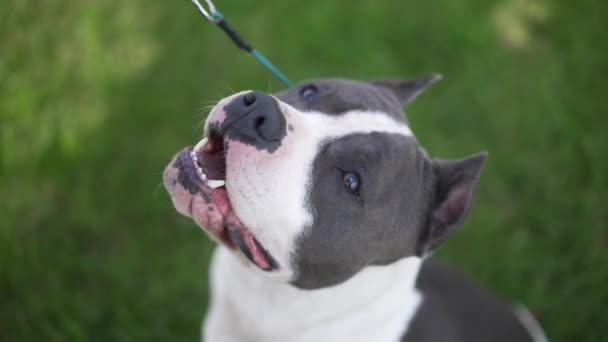 Primo piano cane bianco e nero guardando verso l'alto chiedendo cibo sullo sfondo di erba verde. Purebri americani Staffordshire Terrier leccare come proprietario irriconoscibile in possesso di frusta. Rallentatore. — Video Stock