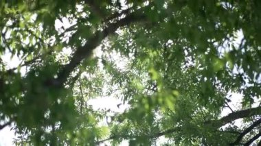 Yaz parkında yeşil ağaç yaprakları arasında parlayan güneş ışınları. Güneşin altında sakin doğanın alt açısı. Yavaş çekim.