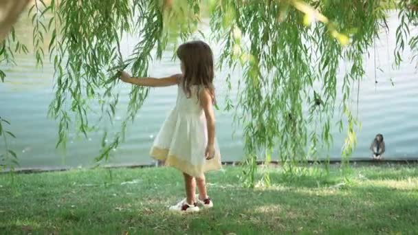 Pretty little girl touching willow tree branches on summer day in park on lake shore. Wide shot portrait of relaxed Caucasian cute child enjoying leisure outdoors. Childhood and happiness concept. — ストック動画