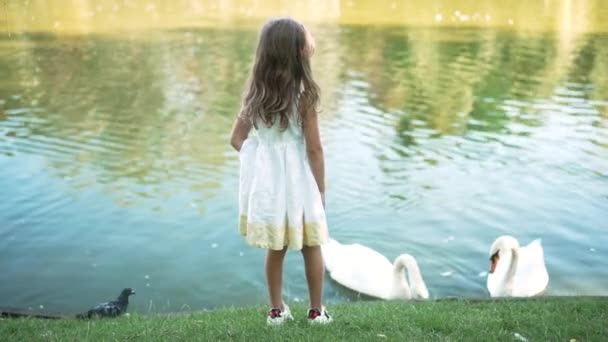 Dziewczyna Curios stojąca na zielonym trawniku nad brzegiem jeziora podziwiająca rozmazane białe łabędzie pijące wodę w zwolnionym tempie. Szeroki widok z tyłu kaukaskie dziecko korzystających rekreacji w parku na świeżym powietrzu. — Wideo stockowe