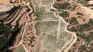 Canlı kamera, güzel Kıbrıs manzarasında açık havada üzüm tarlasıyla dönüyor. Güneşli yaz gününde ekili bitkilerle Akdeniz adalarının geniş açılı görüntüsü..