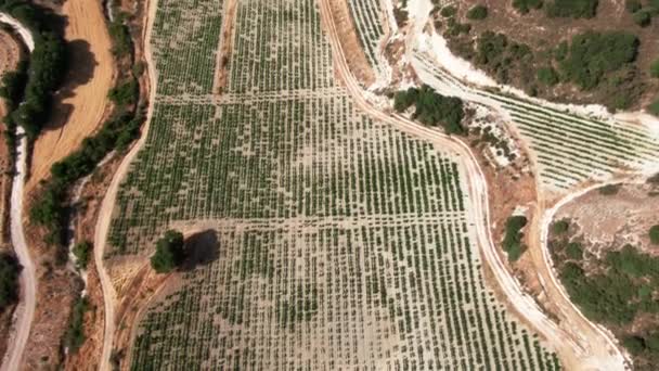 Wide shot top view cultivated wine grapes growing on field on summer day. Aerial tilting shot of green plants in sunshine on Cyprus. Agriculture and winemaking concept. — стокове відео
