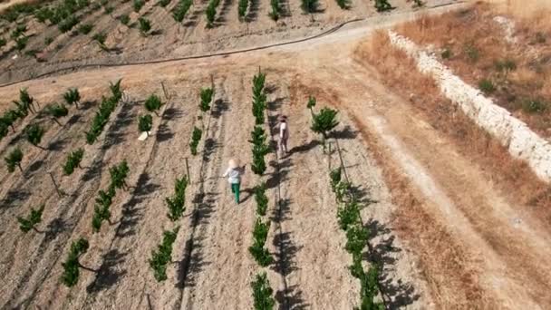 농부들 이 밭에서 일광욕을 하며 포도 가지를 치는 모습을 생중계로 촬영했다. 키프로스 의 실외에서 양조 농장에서 일하는 코카서스 인 남녀의 모습. — 비디오
