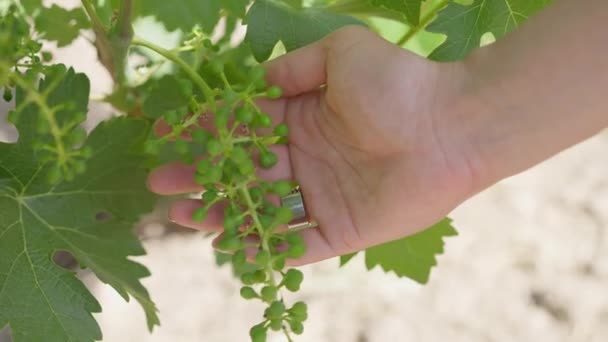 Female hand holding green grape bunch on Cyprus plantation on sunny day. Unrecognizable young slim Caucasian woman touching unripe berries outdoors. Cultivation and viticulture concept. — Stockvideo