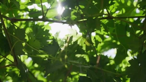 Napsugarak ragyognak át a zöld bor szőlő levelek a szabadban lassított felvételen. Közelkép termesztett növényi ágak napsugárban ültetvényen Ciprus szigetén. Mediterrán szőlőtermesztési koncepció. — Stock videók