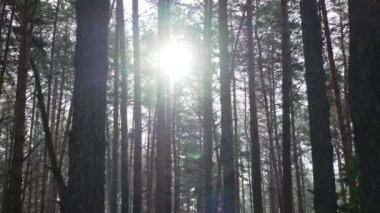 Bahar günü, güzel Ukrayna ormanlarında açık havada güneş ışığı. Güneş Ukrayna 'daki ağaçlık alanlarda parlıyor. Doğanın güzelliği konsepti.
