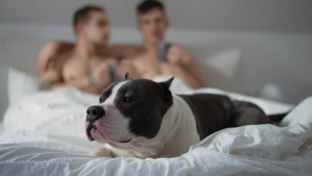 Американский стаффордширский терьер лежит на мягкой кровати с размытой гей-парой, наслаждающейся утренним кофе на заднем плане. Собака отдыхает в спальне с счастливыми мужчинами Кавказа. — стоковое видео