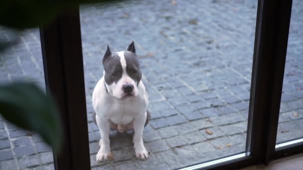 美国斯塔福德郡Terrier狗叫着坐在户外，透过玻璃射击。后院前院有一只强壮的狗的肖像.动物概念. — 图库视频影像