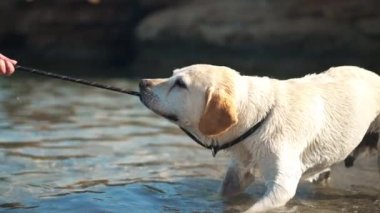 İnatçı labrador elinde köpek tasmasıyla Akdeniz 'de gün ışığında duruyor. Kıbrıs Rum Kesimi 'nin açık havada sudan çıkarılan bej ve bej evcil hayvanın yan görünümü