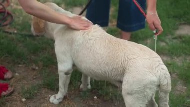 Beyaz ve bej renkli labrador, tanınmayan kadınların köpeğini yıkadığı açık havada duruyor. Genç Kafkasyalı arkadaşlar yaz günü evcil hayvanla ilgileniyorlar.
