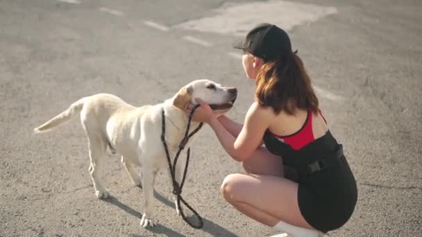 Feliz Labrador Beige Meneando Cola Como Mujer Joven Acariciando Cabeza — Vídeos de Stock
