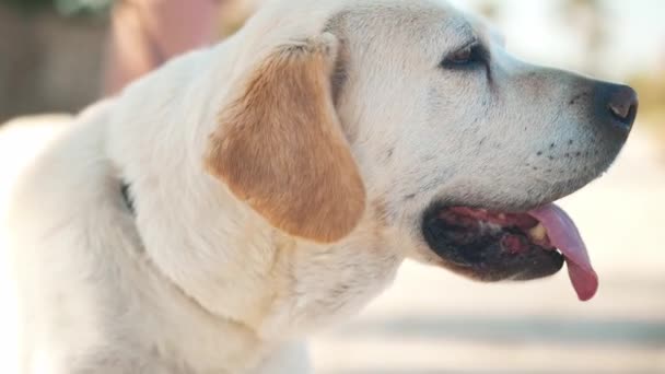 Close Zijaanzicht Witte Labrador Met Beige Oren Tong Buiten Staand — Stockvideo