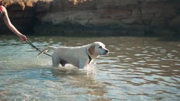 Fehér Boldog Öreg Labrador Sétál Vízből Lassított Felvételen Sétál Vissza — Stock videók