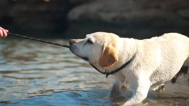 Hartnäckiger Labrador Mit Hundehalsband Und Zähnen Der Mittelmeer Der Sonne — Stockvideo