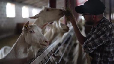 Genç erkek çiftçi ahırda durmuş, keçiler ellerinden ot yiyor. Kendine güvenen beyaz adamın, çiftlik hayvanlarını yavaş çekimde beslemesinin yan görüntüsü.