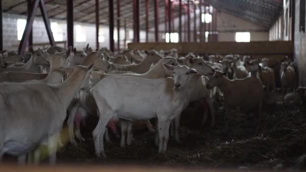 Kecskék Gyülekezete Sötét Farmon Akik Füvet Esznek Körülnéznek Fehér Állatok — Stock videók