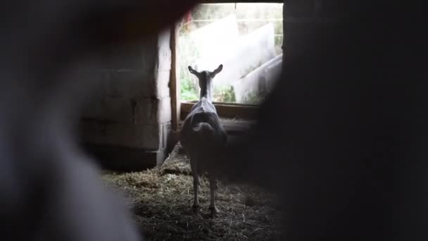 Visszapillantás Nyugodt Fehér Kecske Néz Állva Tanyán Homályos Állomány Előtt — Stock videók