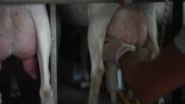 Close Colocando Máquina Ordenha Úbere Cabra Câmera Lenta Mãos Caucasianas — Vídeo de Stock