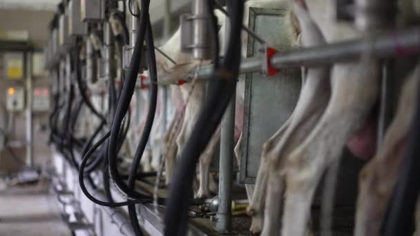 Boční Pohled Řada Koz Stojících Dojicích Strojích Farmě Uvnitř Bílá — Stock video