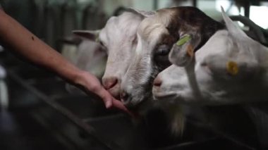 Palmiyeden yemek yiyen beyaz sakallı keçi kafaları. Ahırda erkek beyaz çiftlik hayvanları ile beslenen aç beyaz çiftlik hayvanları.