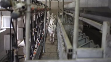 Süt sağma makinelerindeki ahırlara ağır çekimde yürüyen beyaz keçi sürüsü. Çiftlik hayvanları mandıranın içinde geziniyor.