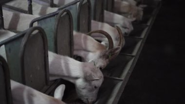 Beyaz çiftlik hayvanları ağır çekimde kuru keçi yer. Süt çiftliğinin ahırında dururlar. Beyaz keçiler ahırda besleyici yiyecekler çiğniyor.