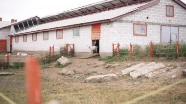 Beyaz sakallı keçi girişte dikilip başka tarafa bakarken geniş bir çiftlik ahırı. Kırsal kesimdeki çiftlik evinde yaşayan genç bir çiftlik hayvanı. Yavaş çekim
