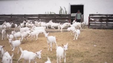 Ağır çekimde yürüyen neşeli bir adamla ahırdan kaçan geniş açılı keçiler. Yazın açık havada çiftlik hayvanlarıyla gülümseyen Kafkasyalı genç çiftçi