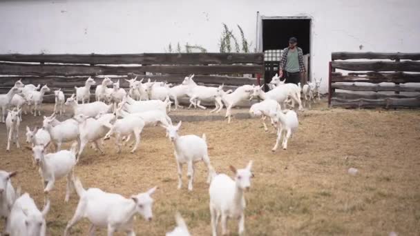 Cabras Tiro Largo Correndo Para Fora Celeiro Com Homem Alegre — Vídeo de Stock