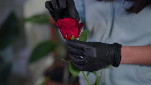 閉じ込められた赤いバラが女性の手の中に現れ 認識できない女性がゆっくりと花びらを引き裂いた ワークショップで花の組成のための開花植物を準備する白人花屋 — ストック動画