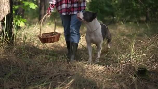 Widok Przodu American Staffordshire Terrier Spacerując Właścicielem Zbierając Grzyby Lesie — Wideo stockowe