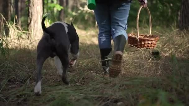 Tracking Shot Curios Dog Woman Walking Mushroom Basket Forest Sunshine — ストック動画