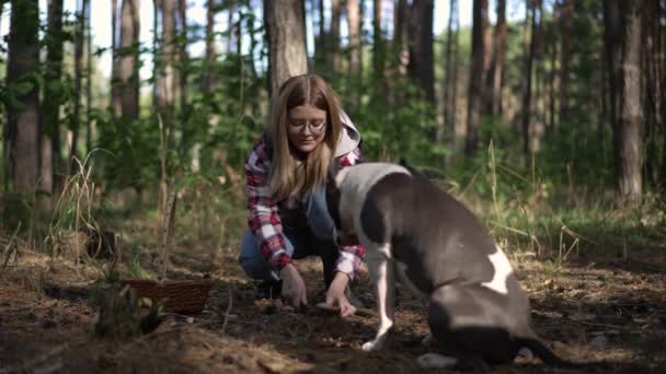 在森林里用刀割蘑菇的积极女人慢吞吞地笑着和好奇的狗说话 自信快乐的白人主人与美国斯塔福德郡泰瑞埃共度周末的画像 — 图库视频影像